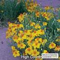 Rocky Mountains zinnia 